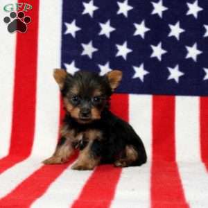 Declan, Yorkie Puppy